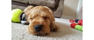 Wyprawka dla szczeniaka – co powinno się w niej znaleźć?