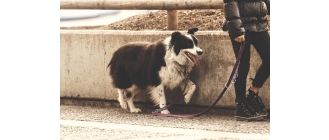 Jak nauczyć psa chodzić na smyczy?