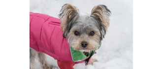 Ubranko dla psa - jak zmierzyć psa, aby wybrać najlepsze ubranko?