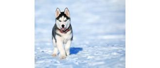 Husky (Siberian Husky) - charakterystyka, pielęgnacja, zdrowie (Encyklopedia psów)