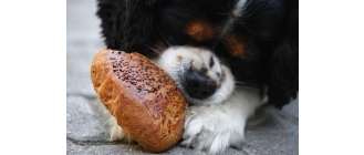 Dlaczego pies podjada ze stołu?