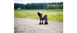 Grzywacz chiński – najważniejsze informacje o rasie