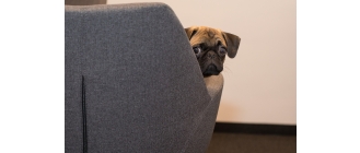 Ropomacicze u psa i kota - jak mu zapobiegać?