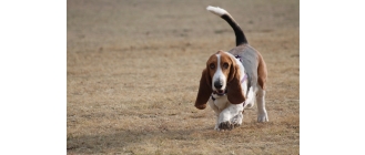 Basset – najważniejsze informacje o rasie