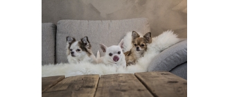 Żywienie szczeniaka – jak powinno wyglądać? Czym i jak często karmić młode psy?