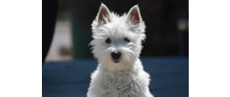 West highland white terrier - charakterystyka, pielęgnacja, zdrowie ( Encyklopedia psów )