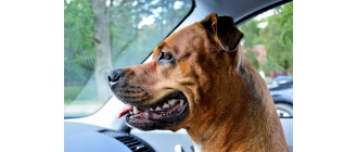 Zapalenie dziąseł u psa – przyczyny, objawy, profilaktyka i leczenie