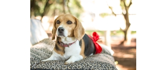 Sterylizacja psa – na czym polega i kiedy warto ją wykonać?