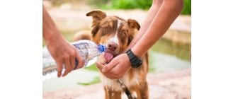 Jak pomóc zwierzętom w czasie upałów? Na to uważaj!