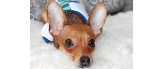 O czym świadczy błagalne spojrzenie psa?