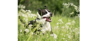 Kurkuma dla psa - na co wpływa, jak podawać?