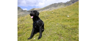 Labradoodle – najważniejsze informacje o rasie