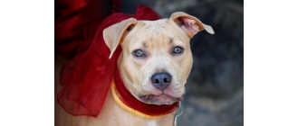 Jakimi kryteriami kierować się wybierając imię dla psa?