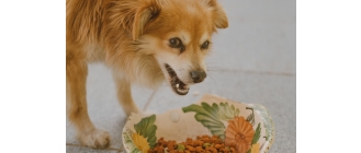 Karmy weterynaryjne, na czym dokładnie polega różnica