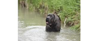 Cane corso (italiano) - najważniejsze informacje o rasie