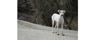 Jak wzmocnić stawy i kości psów? Profilaktyka chorób stawów