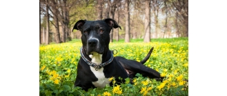 Amerykański pitbulterier (pitbull) – najważniejsze informacje o rasie