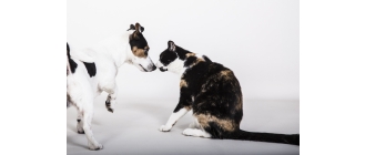 Czy umiesz rozpoznać stres u swojego psa i kota? Wszystko o stresie u kotów i psów