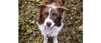 Jakie środki zastosować, aby ochronić psa przed kleszczami?