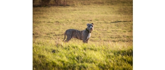 Amstaff (American staffordshire terrier) - charakter, zdrowie, akcesoria (Encyklopedia ras)