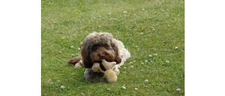 Cockapoo – najważniejsze informacje o rasie