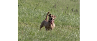 Najczęstsze choroby skóry u psów i ich rozpoznawanie