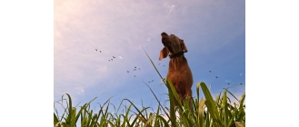 Dirofilarioza u psów i kotów – objawy, leczenie i profilaktyka