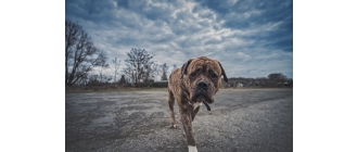 Hotel dla psów – jak wygląda? Jakie oferuje usługi?