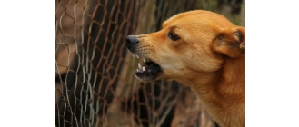 Agresywny pies – skąd biorą się niepożądane zachowania i jak sobie z nimi poradzić?