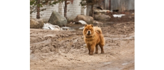 Chow chow – najważniejsze informacje o rasie