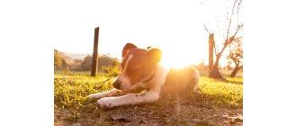 W jaki sposób schłodzić psa w upalne dni w domu i na świeżym powietrzu?