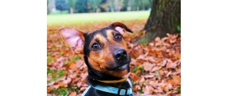 Czyszczenie uszu u psa i kota. Jak poprawnie zadbać o higienę ich uszu?