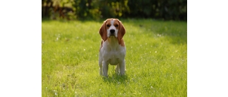 Beagle – najważniejsze informacje o rasie