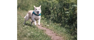 Jak gwizdek oddziałuje na psa? Jak właściwie używać tego przyrządu?