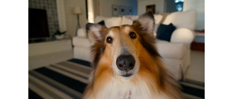 Rodzaje alergii u zwierząt - jakie są przyczyny i niepokojące objawy?