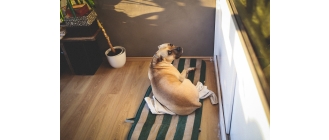 Wymioty u psa – przyczyny dolegliwości i zasady postępowania