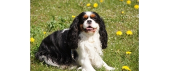 Cavalier King Charles Spaniel - charakterystyka, pielęgnacja, zdrowie ( Encyklopedia psów )