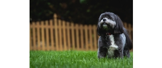 Shih tzu - najważniejsze informacje o rasie