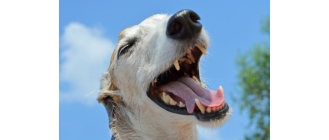 Czy warto czyścić psu zęby? Czy można to robić samemu?