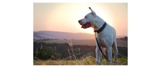 Dog kanaryjski (Dogo canario) - encyklopedia ras psów