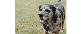 Catahoula Leopard Dog – Encyklopedia psów