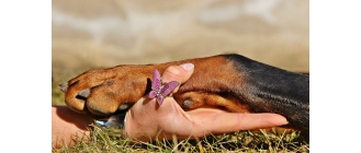 Szczepienia psów i kotów. Kalendarz szczepień i zalecenia.