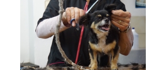 Strzyżenie psa w domu i u groomera – zasady, wady i zalety