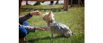Jak nauczyć psa podstawowych komend?