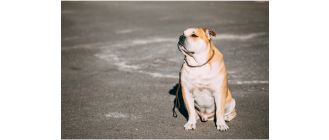 Dog z Majorki (Ca de bou dog) - Encyklopedia ras psów