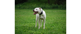 Dog argentyński - najważniejsze informacje o rasie - Encyklopedia psów