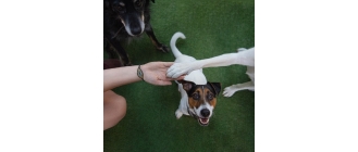 Dogoterapia dla dzieci i dorosłych – wszystko na temat terapii ze wsparciem psów