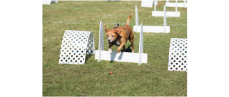 Poznaj flyball dog! Czy to aktywność dla twojego psa?