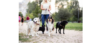 Dog walker - praca dla miłośnika zwierząt