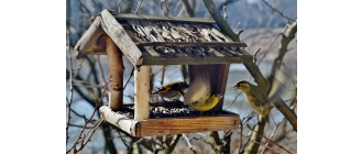 Jak dokarmiać zimą ptaki?